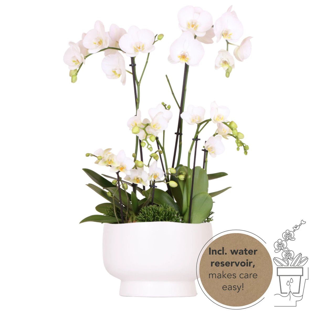 Hummingbird Orchids | white plant set in Scandic dish incl. water reservoir | three white orchids and three green plants | Field Bouquet white with self-sufficient water reservoir. by Kolibri Company