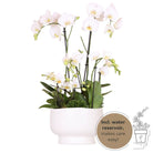 Hummingbird Orchids | white plant set in Scandic dish incl. water reservoir | three white orchids and three green plants | Field Bouquet white with self-sufficient water reservoir. by Kolibri Company