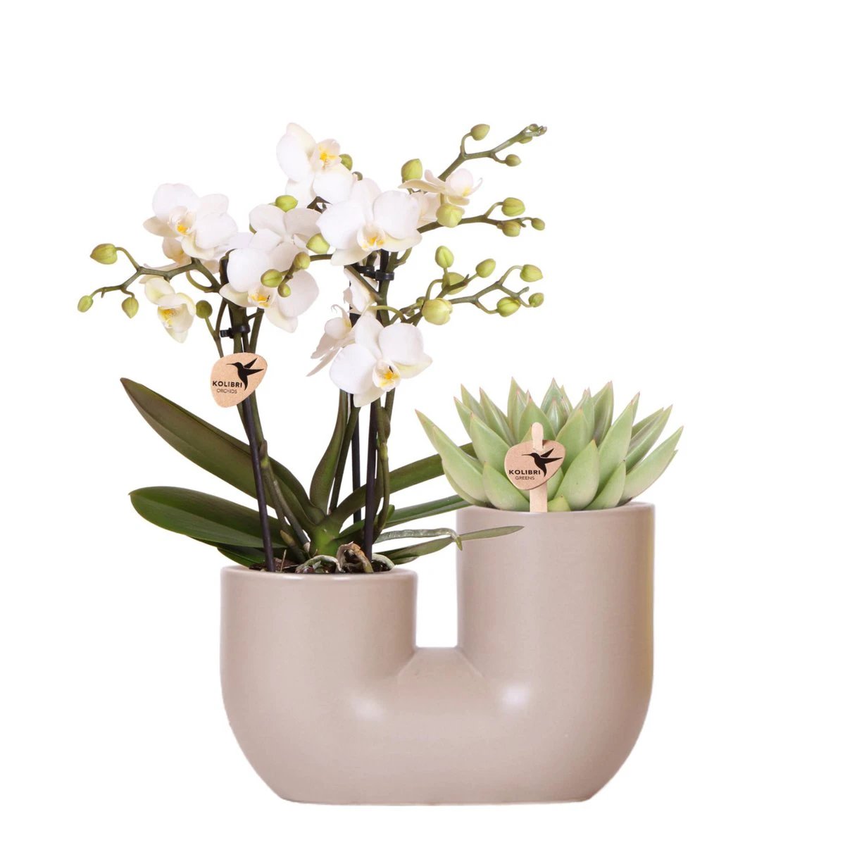 Colibr Orchids | Set of white orchid Surcha and Succulent in Tube serpot Sanding Sand - pot measure Ø9cm | -driving room plant - freshly from the grower by Kolibri Company