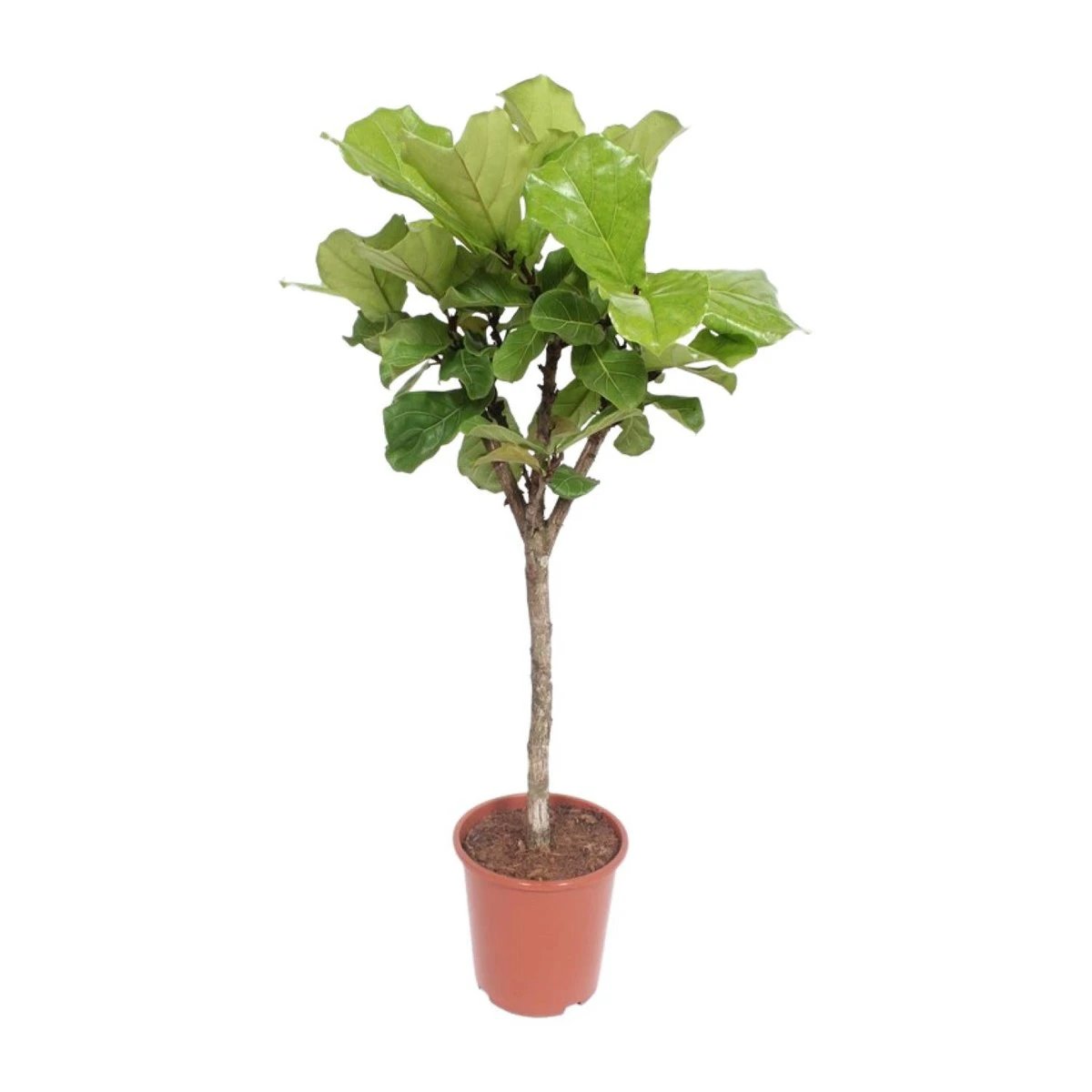 Ficus Lyrata | [P27-H120] von MEERgroothandel Planten