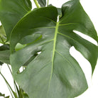 Monstera Deliciosa - Hole plant - Ø21cm - ↕65cm by MEERgroothandel Planten