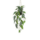 Kunstpflanze – Alocasia – Elefantenohr – 80 cm von Green boutiQ