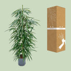 Ficus Binnendijkii 'Alii' (Hydro) – Ø18 cm – ↕110 cm von MEERgroothandel Planten