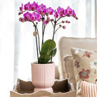 Hummingbird Orchids | Plant set Floral Blush pink small| Green plants with Phalaenopsis orchid in Floral Blush pink decorative pots and white tray by Kolibri Company