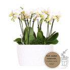 Hummingbird Orchids | white plant set in Honey dish incl. water reservoir | three white orchids Amabilis 9cm and three green plants | Jungle Bouquet white with self-sufficient water reservoir by Kolibri Company