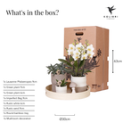 Hummingbird Company | Plant set Slow Living | White Phalaenopsis Orchid Lausanne and Succulents incl. ceramic decorative pots by Kolibri Company
