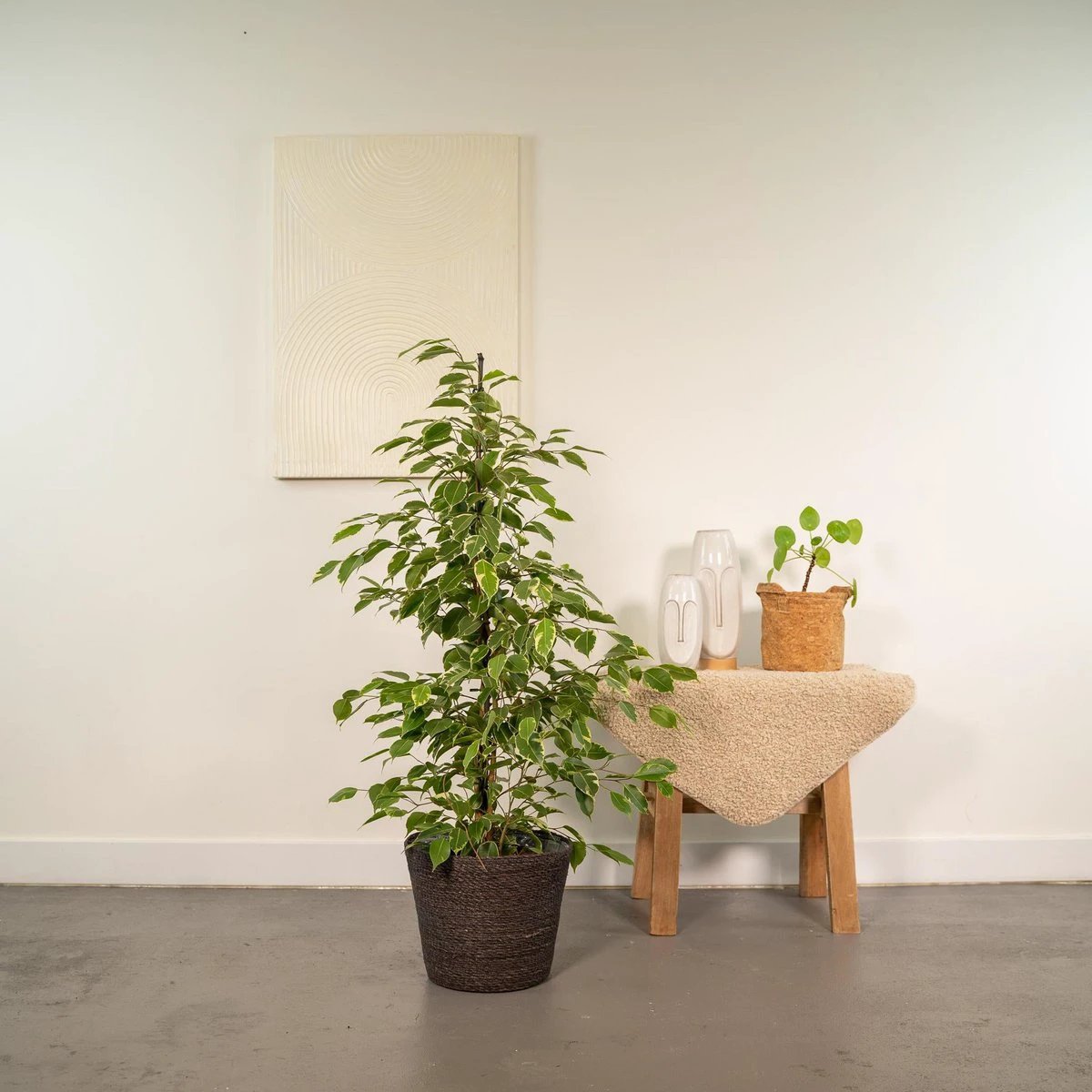 Ficus benjamina Goldenking - ↨95cm - Ø21cm + Korb Igmar von MEERgroothandel Planten