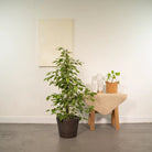 Ficus benjamina Goldenking - ↨95cm - Ø21cm + Korb Igmar von MEERgroothandel Planten