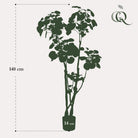 Kunstplant - Polyscias - Aralia - 135 cm by Green boutiQ