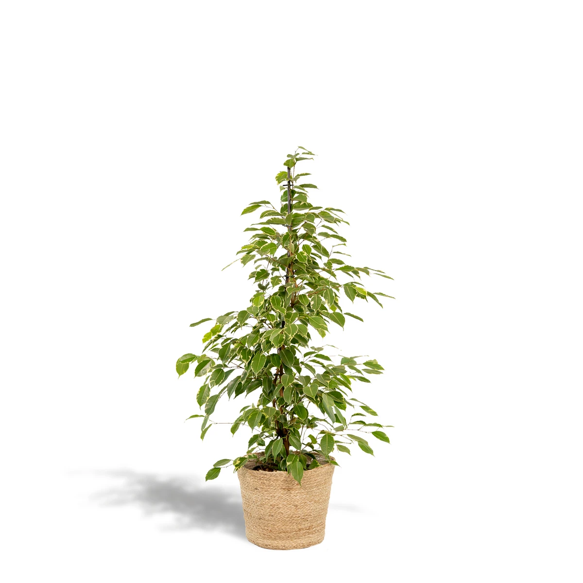 Ficus benjamina Goldenking - Ø21cm - ↕95cm + Mand Selin by MEERgroothandel Planten