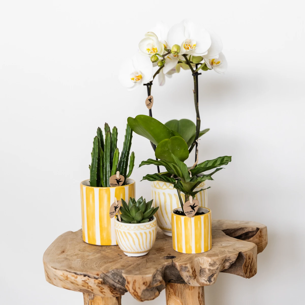Kolibri Home | Painted stripe - Yellow - Ø9cm by Kolibri Company