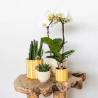 Kolibri Home | Painted stripe - Yellow - Ø9cm by Kolibri Company