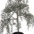 Artificial plant 40x40x85 cm Green Plastic by Clayre & Eef.