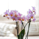 Hummingbird Company | Gift set Romantic| Plant set with pink Phalaenopsis Orchid and Succulents incl. ceramic decorative pots by Kolibri Company