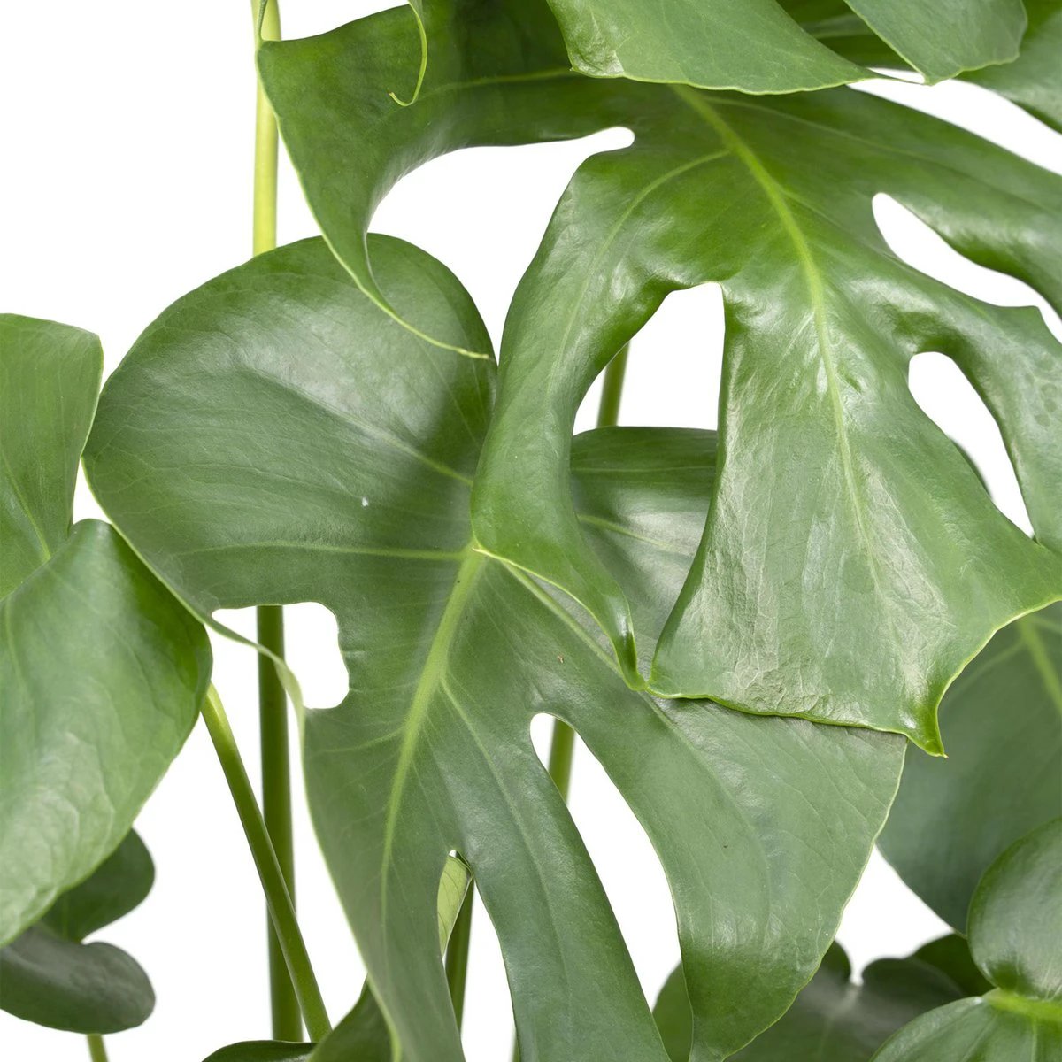Monstera Deliciosa - Hole plant - Ø17cm - ↕55cm by MEERgroothandel Planten