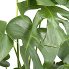 Monstera Deliciosa - Hole plant - Ø17cm - ↕55cm by MEERgroothandel Planten