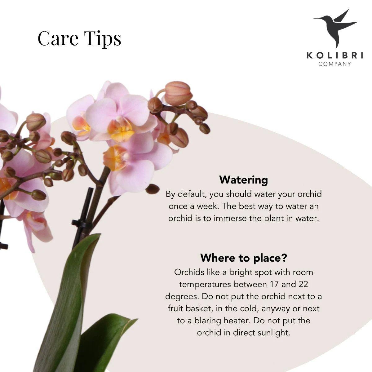 Hummingbird Orchids | Pink phalaenopsis orchid - Andorra + Pastel pot white - pot size Ø9cm | flowering houseplant - fresh from the grower by Kolibri Company