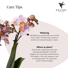 Hummingbird Orchids | Pink phalaenopsis orchid - Andorra + Pastel pot white - pot size Ø9cm | flowering houseplant - fresh from the grower by Kolibri Company