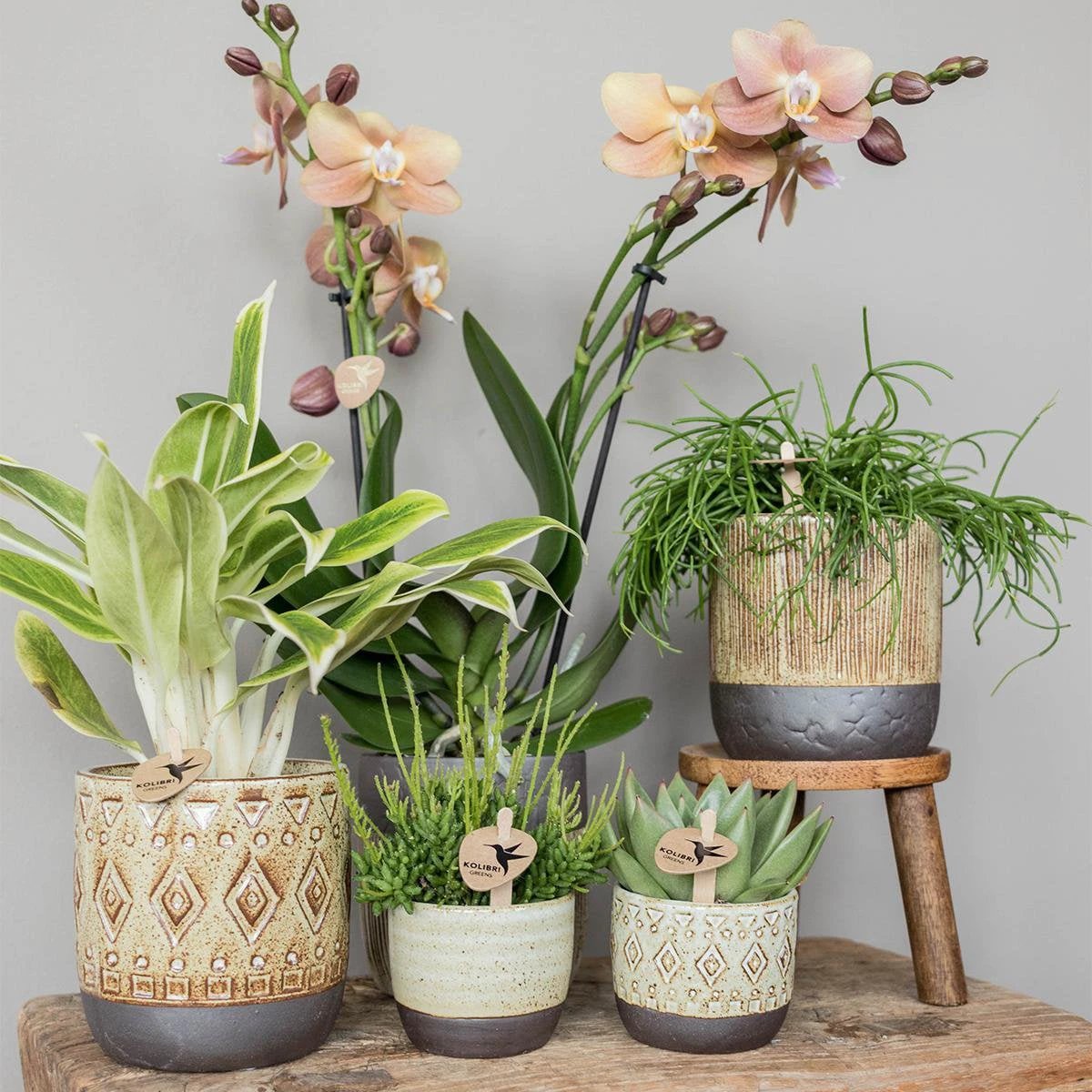 Kolibri Greens | Green Plant - Succulent Echeveria Miranda Potmaat Ø6cm | green houseplant - fresh from the grower by Kolibri Company