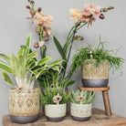 Kolibri Greens | Green Plant - Succulent Echeveria Miranda Potmaat Ø6cm | green houseplant - fresh from the grower by Kolibri Company