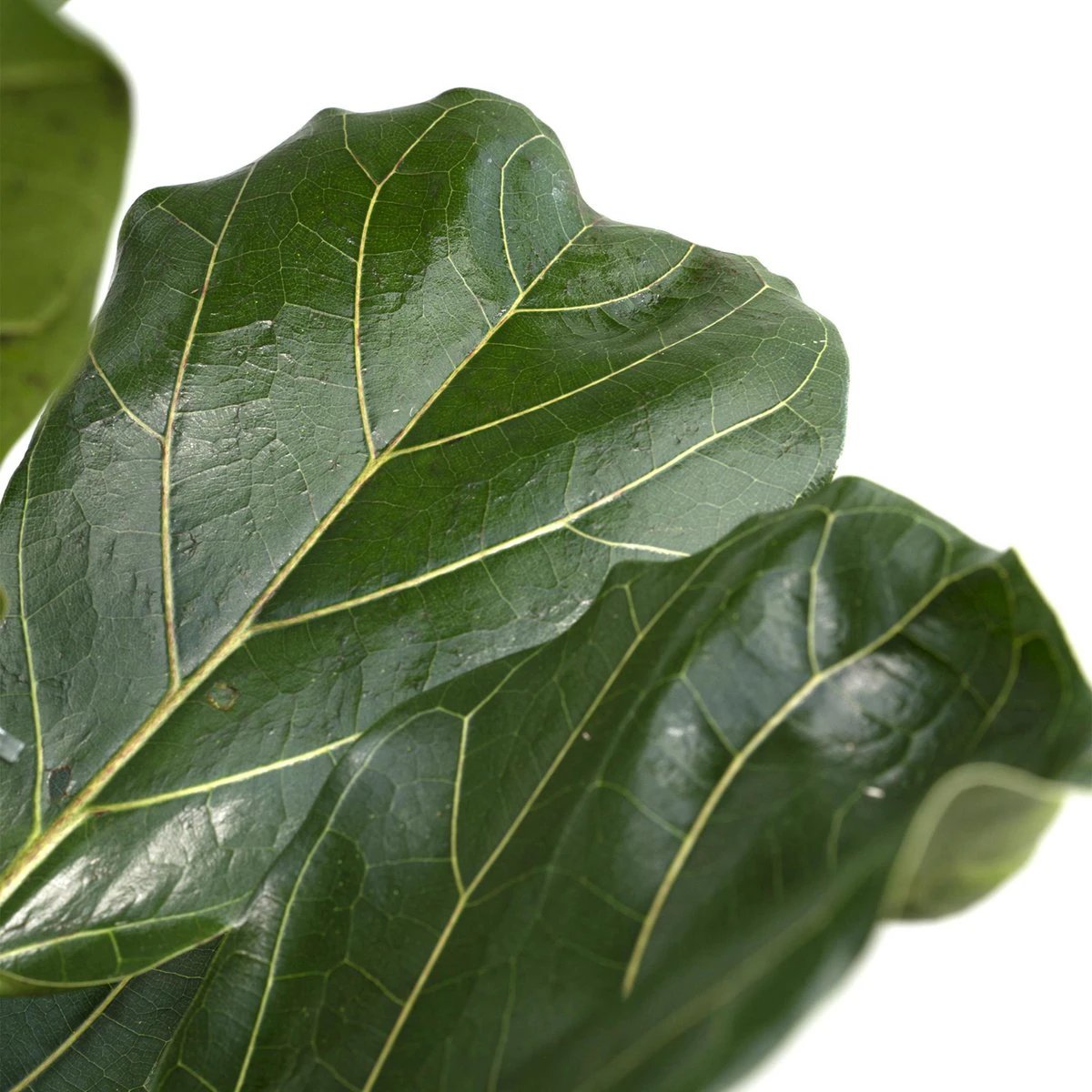 Ficus Lyrata - Rubber plant - Ø21cm - ↕100cm by MEERgroothandel Planten