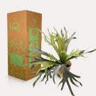 Kunstplant - Staghorn Fern - Hertshoorn - 50 cm by Green boutiQ