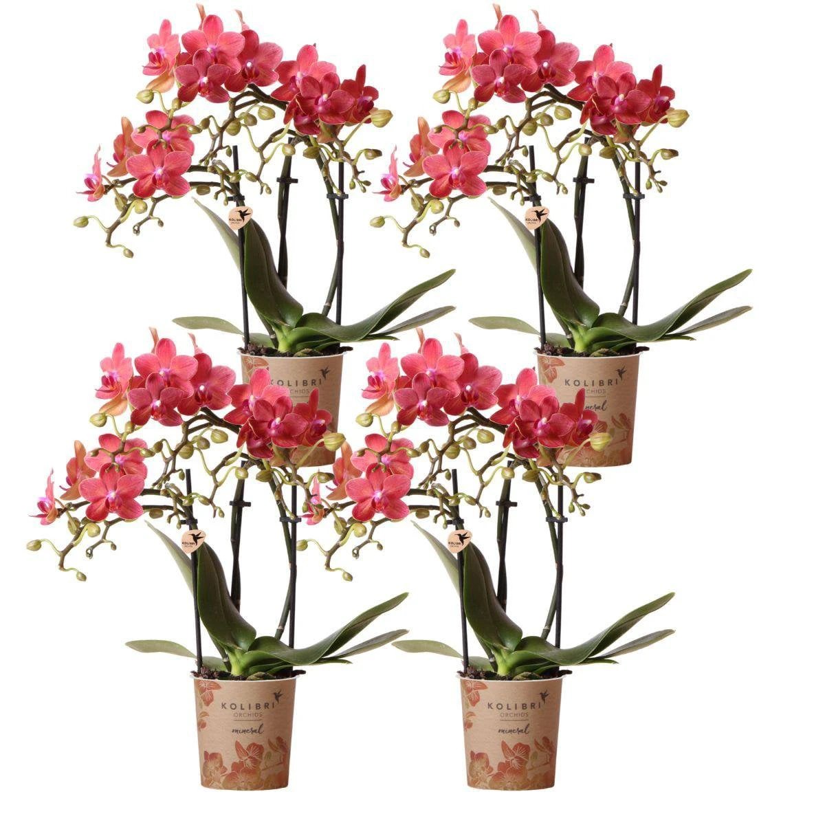 Kolibri Orchids | COMBI DEAL van 4 oranje Phalaenopsis orchideeën - Congo - potmaat Ø9cm | bloeiende kamerplant - vers van de kweker by Kolibri Company