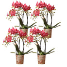 Kolibri Orchids | COMBI DEAL van 4 oranje Phalaenopsis orchideeën - Congo - potmaat Ø9cm | bloeiende kamerplant - vers van de kweker by Kolibri Company