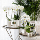 Hummingbird Home | Elite silver pot - Ø6cm by Kolibri Company
