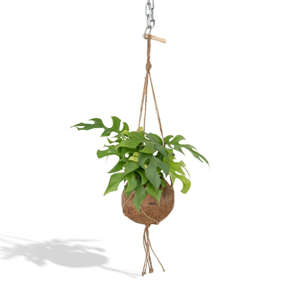 Kokodama Monstera Minima Hang - Hole Plant - Ø15cm - ↕25cm by MEERgroothandel Planten