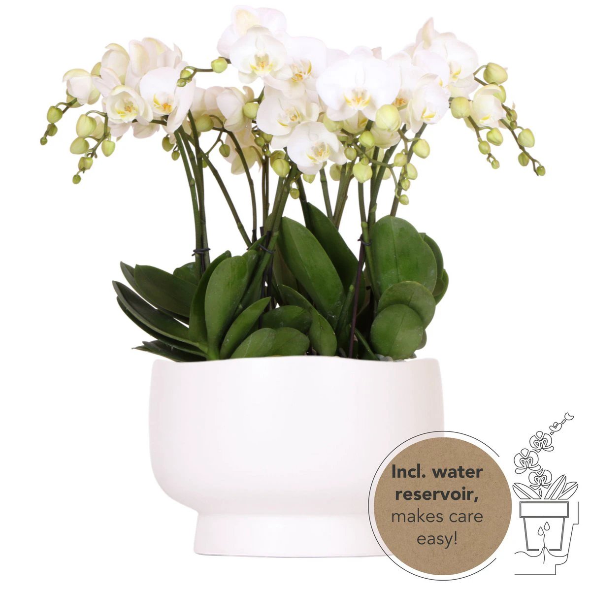 Colibr Orchids | white orchids set in Scandic dish incl. water reservoir | three white orchids Ghent 12cm | Mono Buquet white with self-supporting water reservoir by Kolibri Company