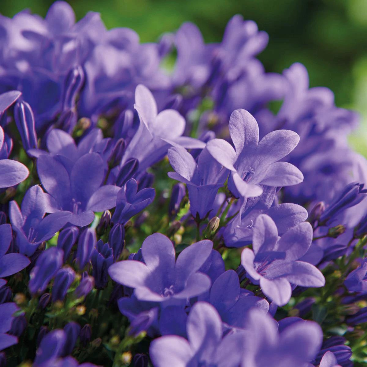 Campanula Addenda - Klokjesbloem Purple Pot size 12cm - 1m2 ground cover - 6 pieces - Ambrella Purple - Garden plants - hardy by Kolibri Company