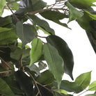 Artificial plant Ficus Green by Mica Decorations