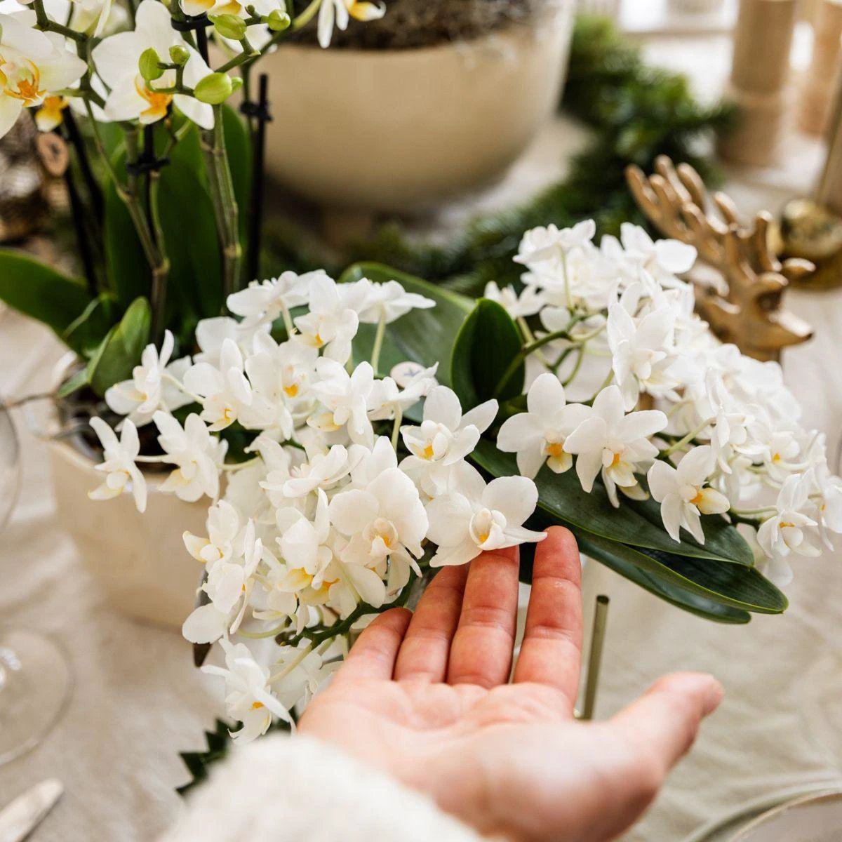 Hummingbird Orchids | White orchid 'Nazaré' + Pearl jewelry pot Travertine - pot size Ø9cm | blooming houseplant - fresh from the grower by Kolibri Company