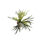 Kunstplant - Staghorn Fern - Hertshoorn - 50 cm by Green boutiQ