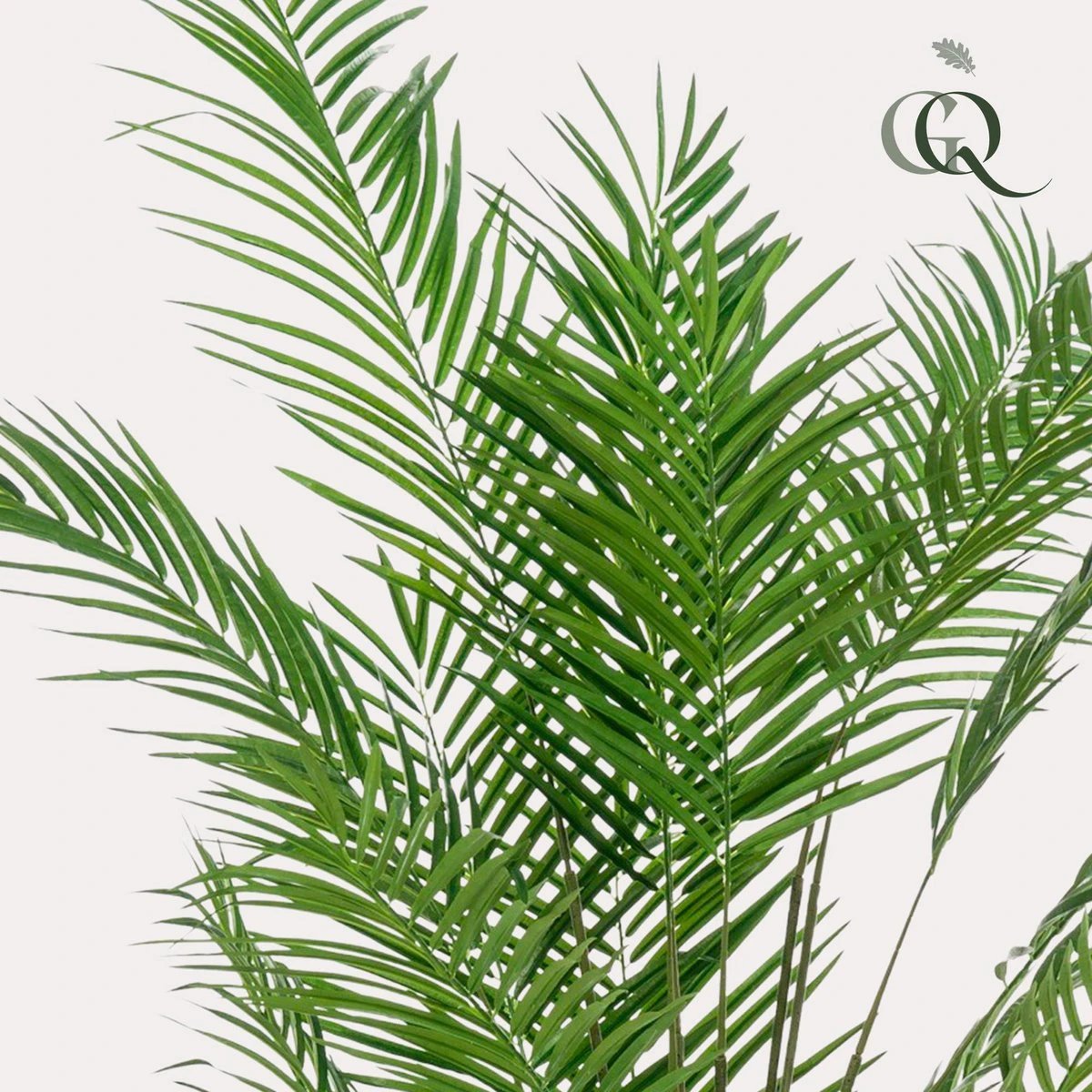 Art plant - Areca lutescens - Gold palm - 180 cm by Green boutiQ