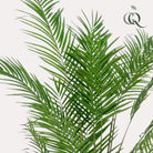 Art plant - Areca lutescens - Gold palm - 180 cm by Green boutiQ