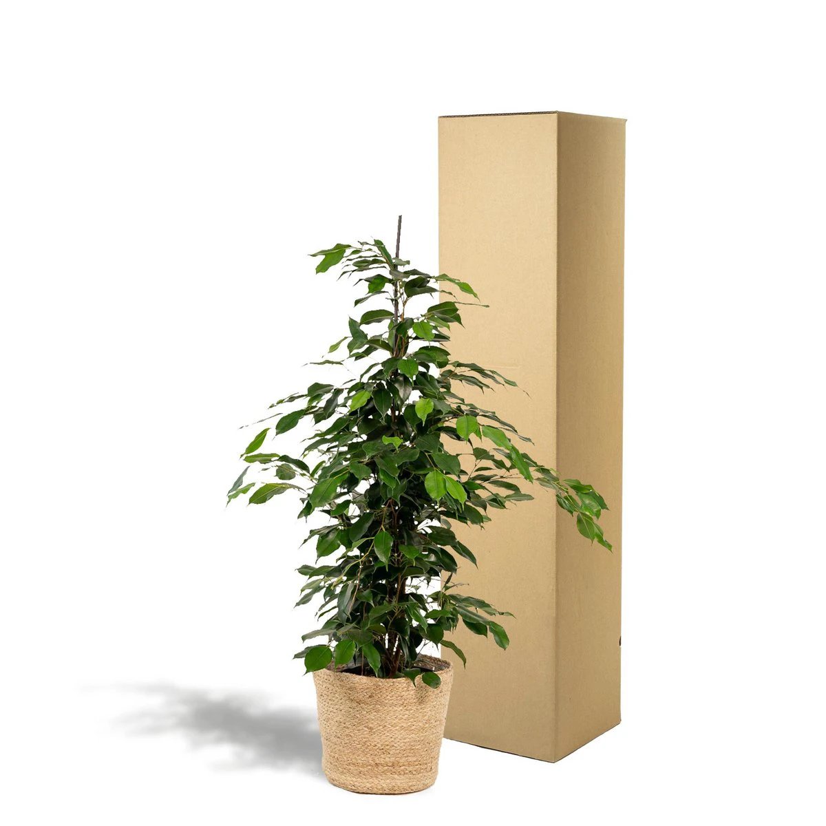 Ficus benjamina Danielle - ↨95cm - Ø21cm + Mand Selin by MEERgroothandel Planten