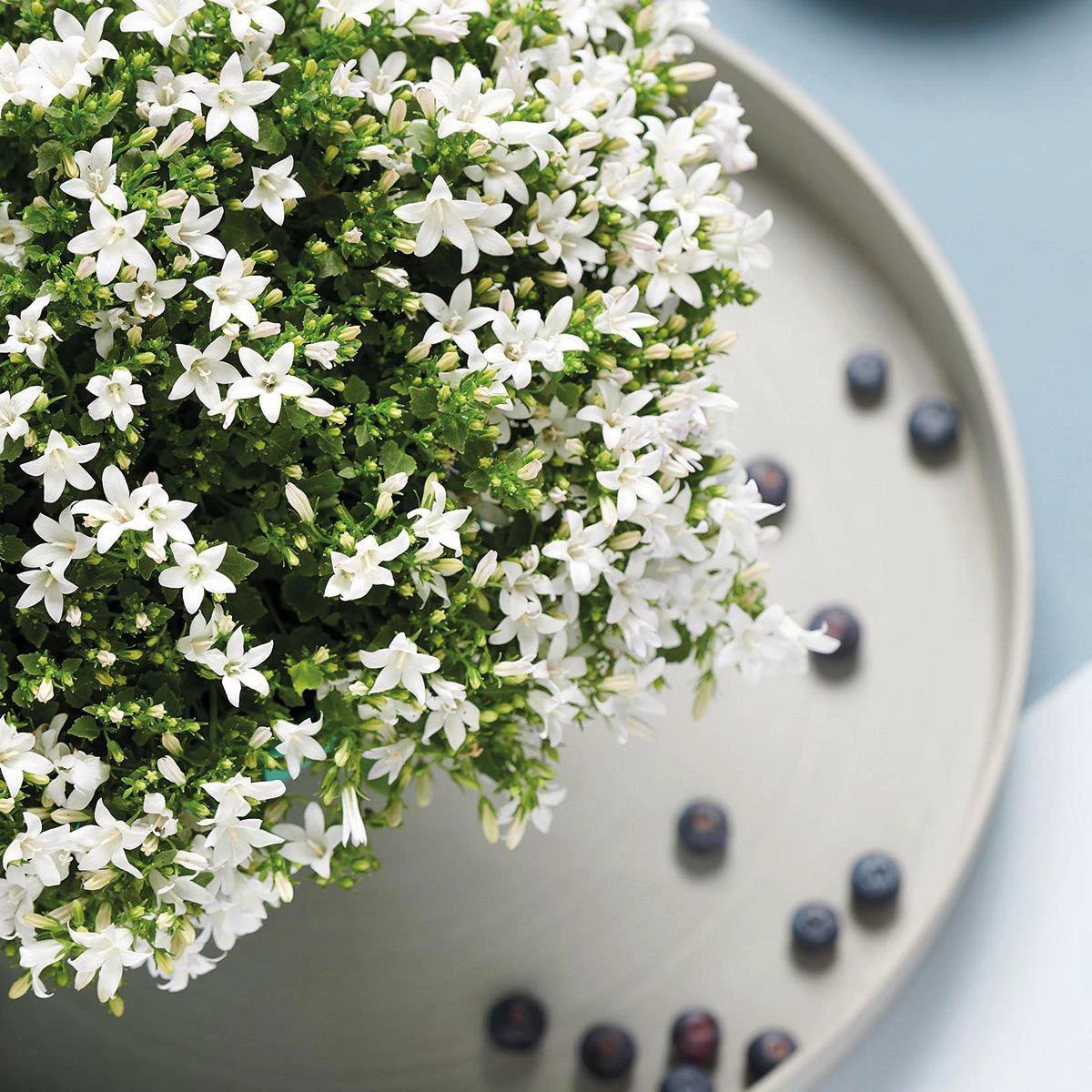 Campanula Addenda – Klokjesbloem Weiß, Topfgröße 12 cm – 1 m2 Bodendecker – 6 Stück – Ambrella Weiß – Gartenpflanzen – winterhart von Kolibri Company