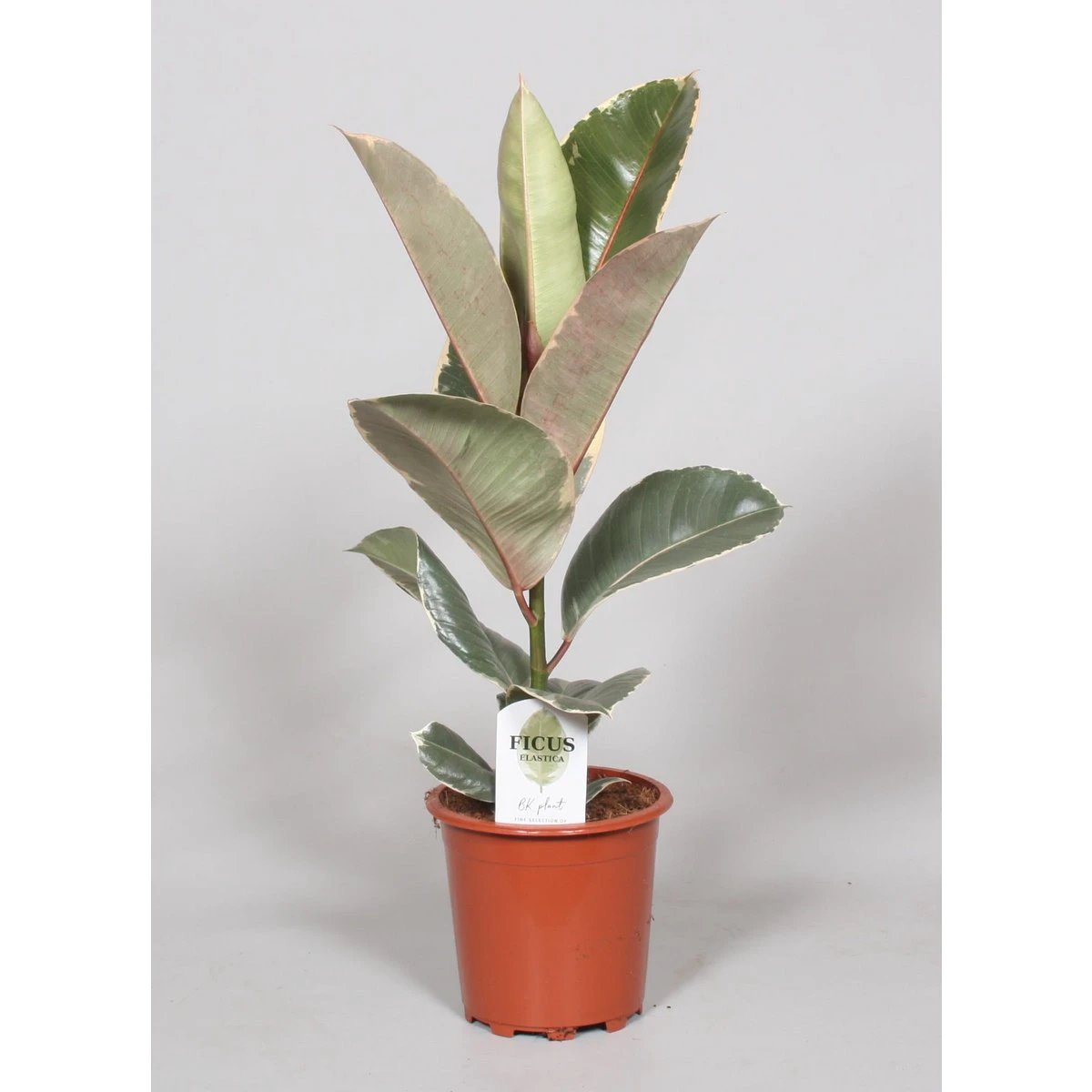 Ficus elastica Tineke – Ø17 cm – ↕60 cm von MEERgroothandel Planten