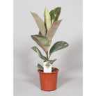 Ficus elastica Tineke – Ø17 cm – ↕60 cm von MEERgroothandel Planten