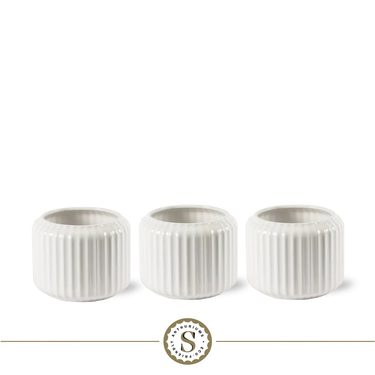 Bologna White Champion by Blooming Luxury
