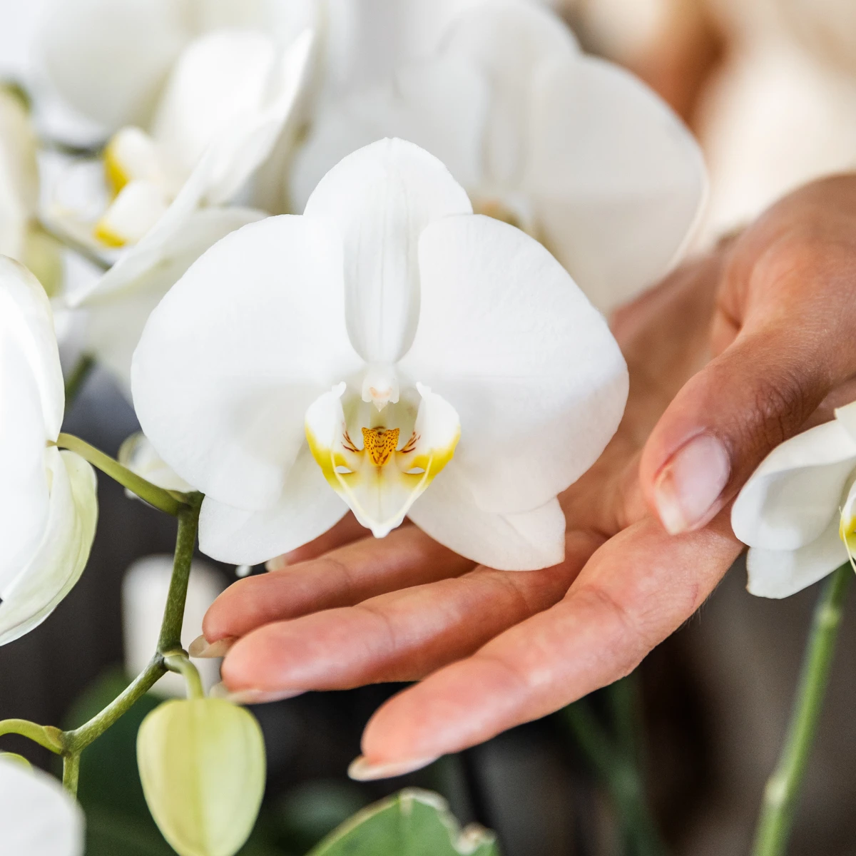 Kolibri-Orchideen | KOMBI-ANGEBOT mit 2 weißen Phalaenopsis-Orchideen – Topfgröße Ø12 cm | blühende Zimmerpflanze – frisch vom Züchter von Kolibri Company