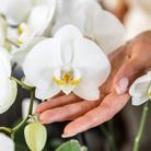 Kolibri-Orchideen | KOMBI-ANGEBOT mit 2 weißen Phalaenopsis-Orchideen – Topfgröße Ø12 cm | blühende Zimmerpflanze – frisch vom Züchter von Kolibri Company
