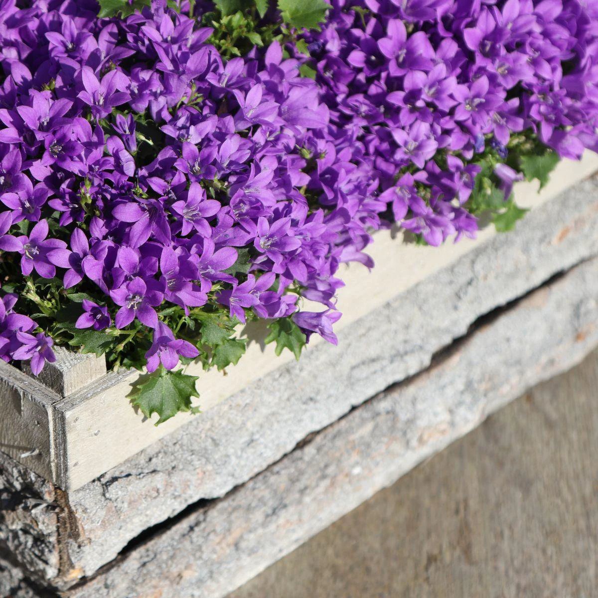 Campanula Addenda - Bellflower purple pot size 12cm - 2m2 ground cover - 12 pieces - Ambella purple - garden plants - winter hardy by Kolibri Company