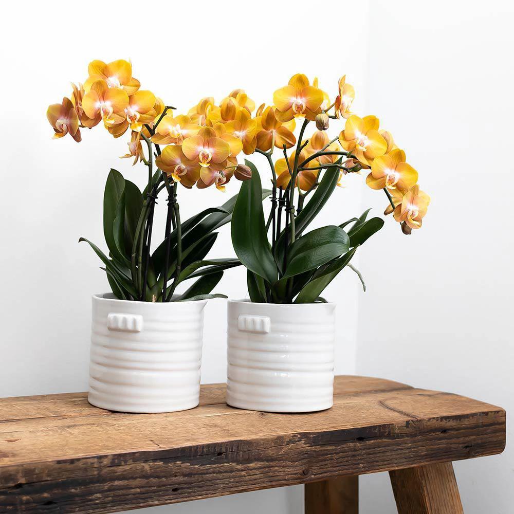 Hummingbird Home | Jug flower pot - White ceramic decorative pot Ø9cm by Kolibri Company
