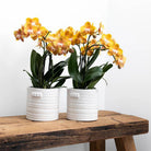 Hummingbird Home | Jug flower pot - White ceramic decorative pot Ø9cm by Kolibri Company