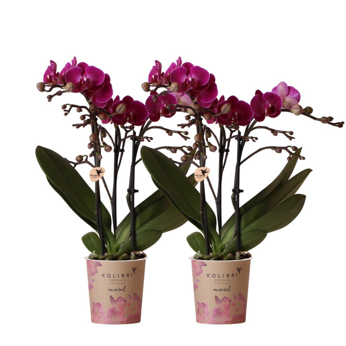 Colibr Orchids | COMBI DEAL of 2 purple polaropsis orchids - Morelia - potmate Ø9cm | -driving room plant - freshly from the grower by Kolibri Company