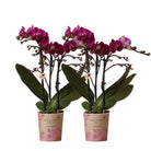 Colibr Orchids | COMBI DEAL of 2 purple polaropsis orchids - Morelia - potmate Ø9cm | -driving room plant - freshly from the grower by Kolibri Company