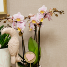 Kolibri Company | Gift Set Love Pink | Plant set with pink phalaenopsis orchid and succulents incl. Ceramic decorative pots by Kolibri Company